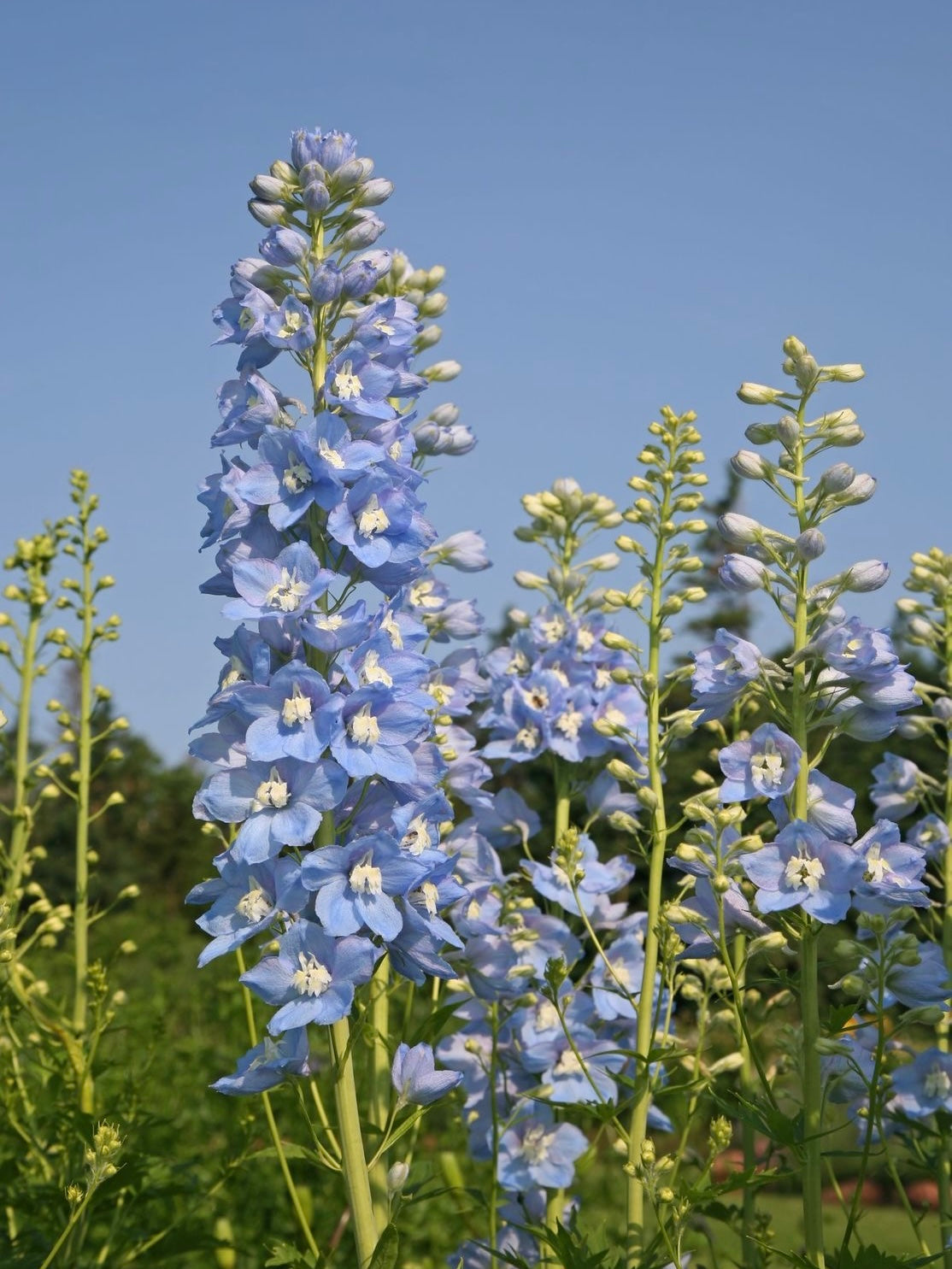 Coming Soon | The Delphinium Dress