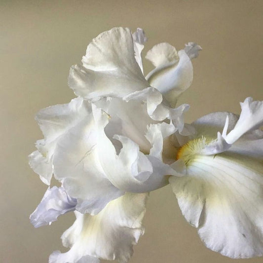 theflower iris Giftcard