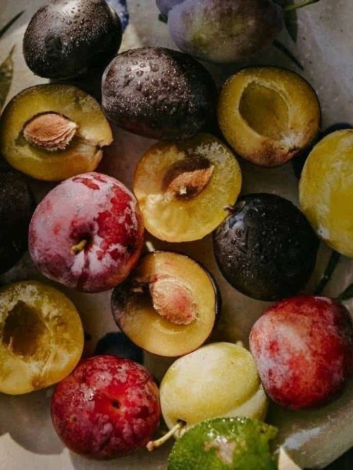 Coming Soon | The Plum Top