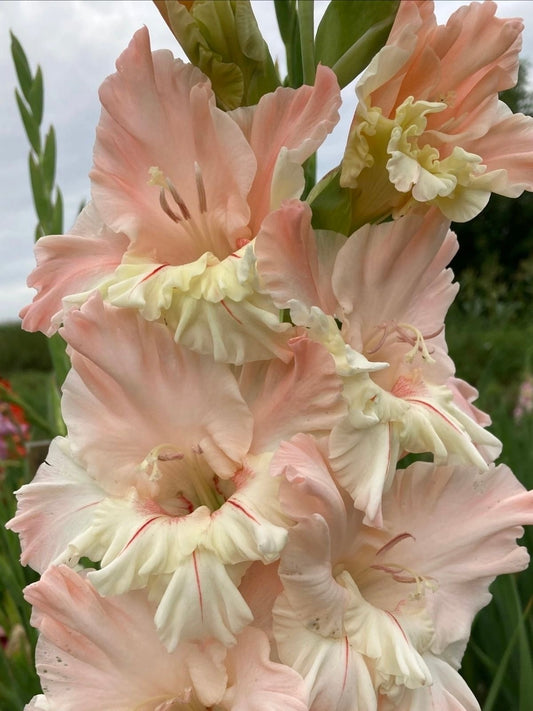 Coming Soon | The Cecil Dress