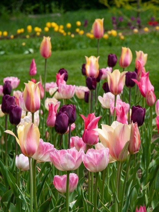 Coming Soon | The Tulip Skirt