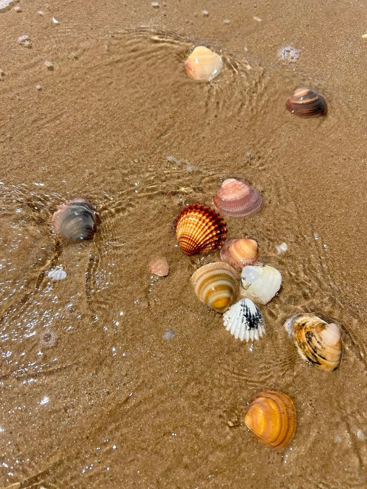 Seashells on wet sand with small waves
