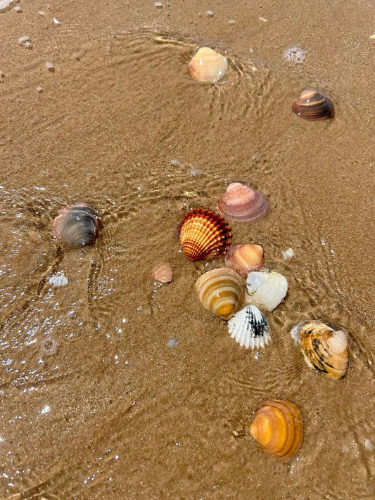 Seashells on wet sand with small waves