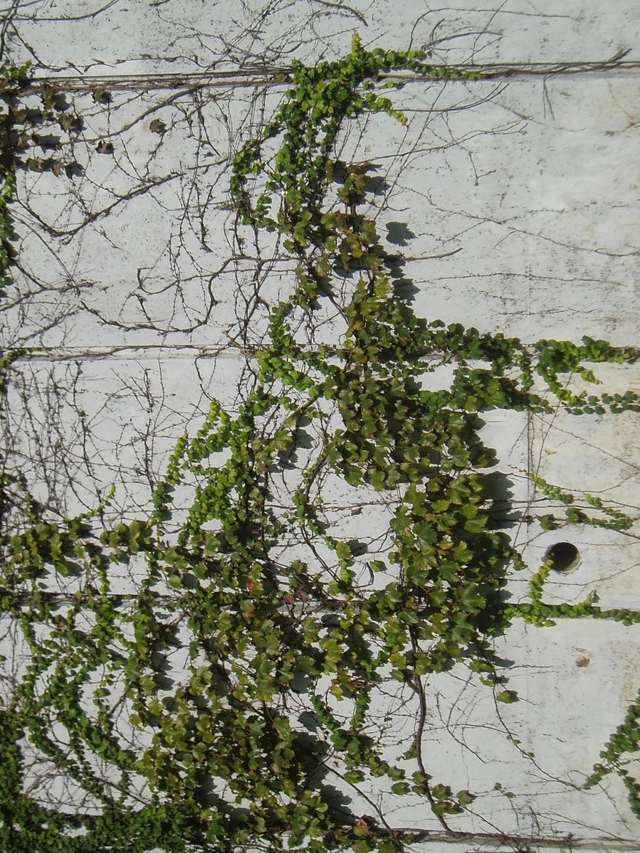 Coming Soon | The Ivy Skirt