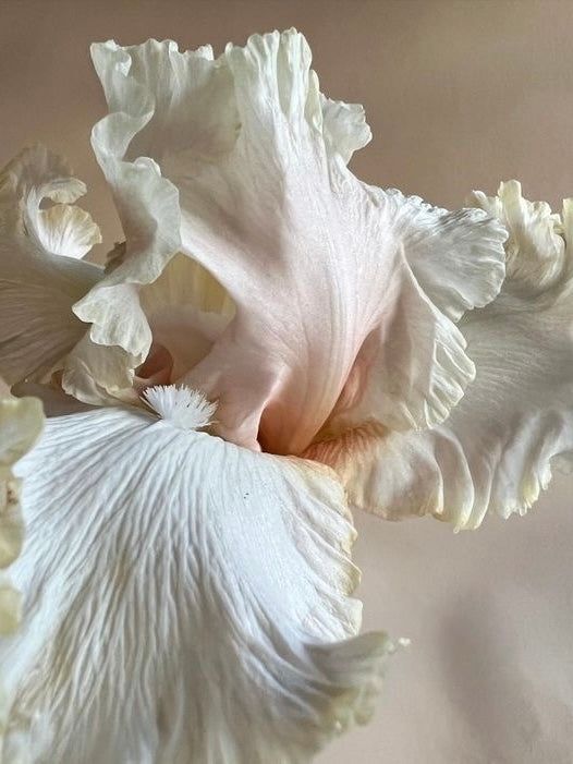 Coming Soon | The Cecilia Top