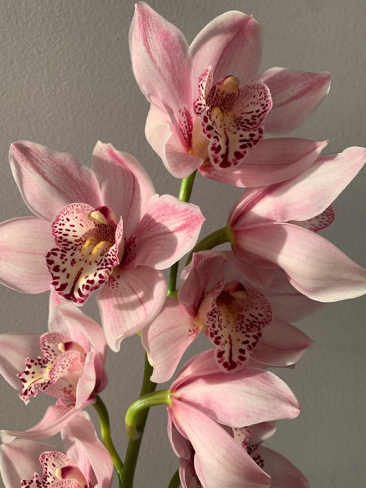 Coming Soon | The Orchid Skirt