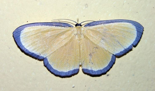 Coming Soon | The Carnation Skirt